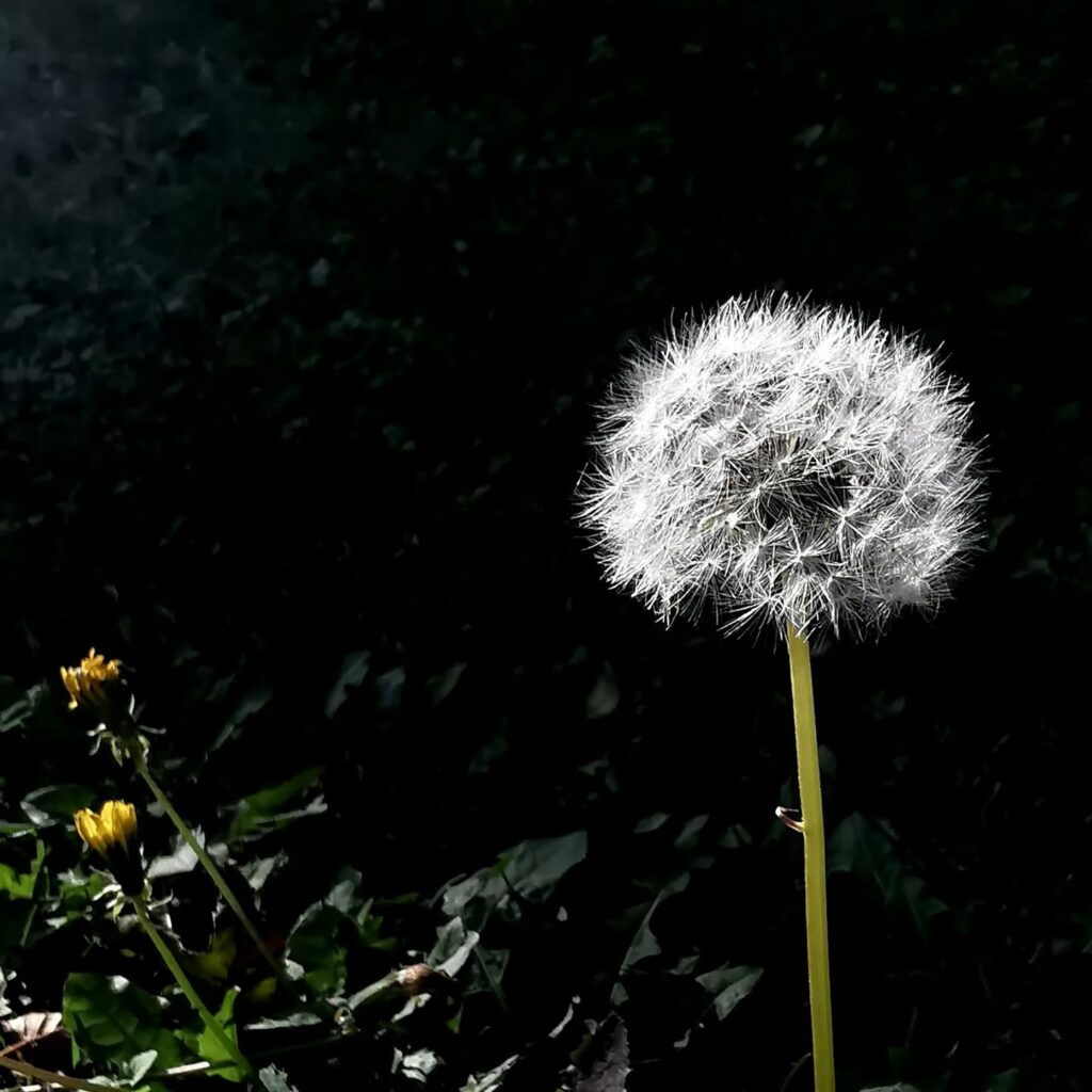 photo pissenlit