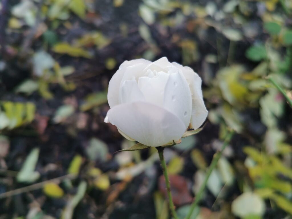 photo rose blanche